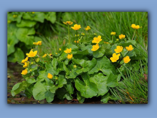 marsh marigold.jpg
